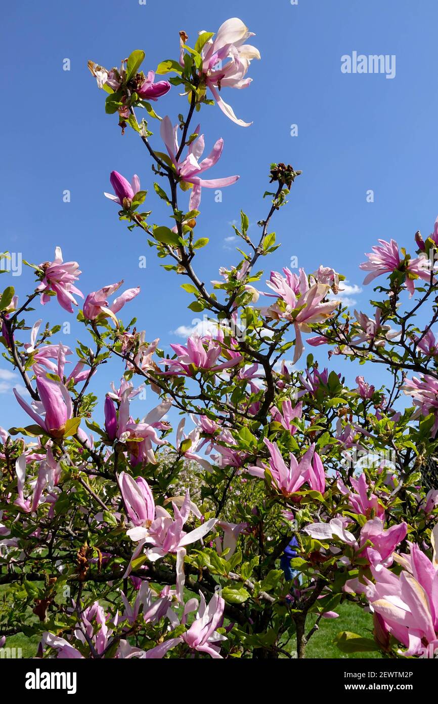 Magnolia 'olor del cielo' arbustos florecientes Foto de stock
