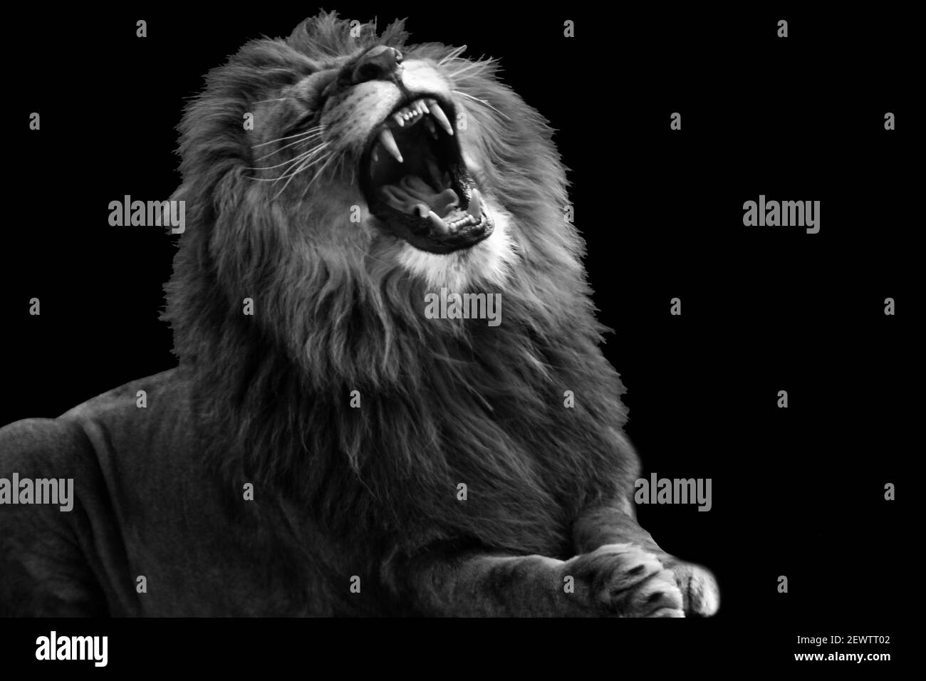 Blanco y negro primer plano del rey león rugiente aislado en negro. Foto de stock