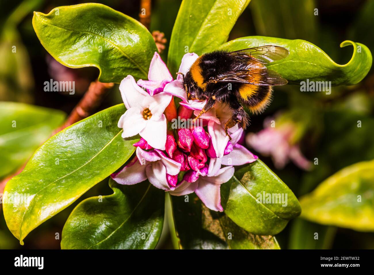 Primer plano de un abejorro en una odora Daphne en un jardín de primavera del norte de Londres, Londres, Reino Unido Foto de stock
