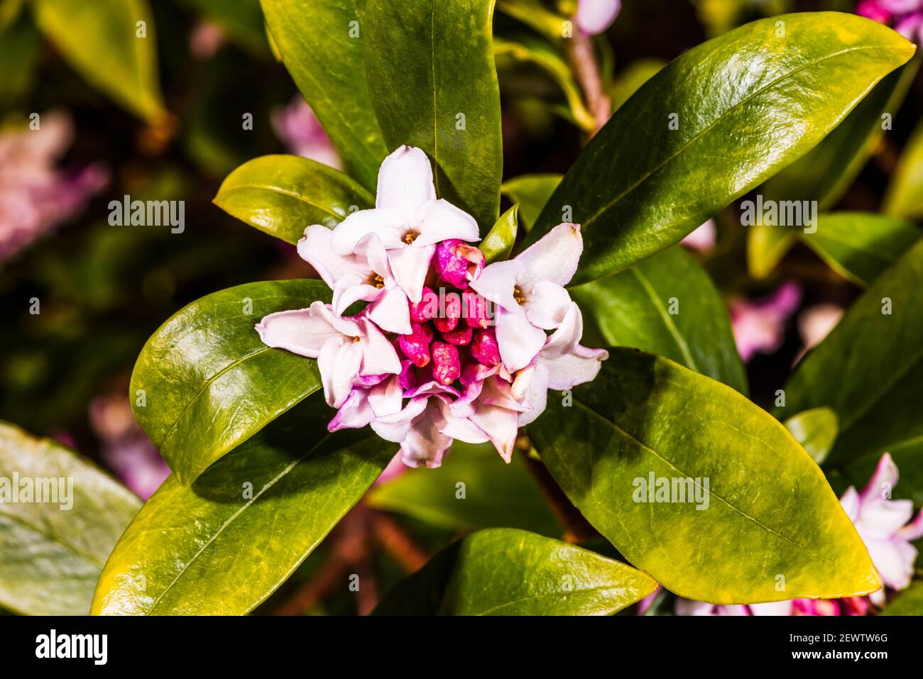 Primer plano de una cabeza de flor Daphne odora en un jardín del norte de Londres, Londres, Reino Unido Foto de stock