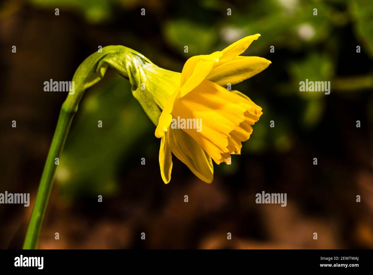 Primer plano de un daffodil enano de finales de invierno en el norte de Londres, Reino Unido Foto de stock