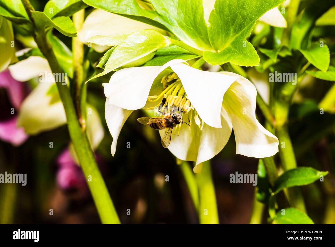 Primer plano de una abeja de miel en un Hellebore en un jardín del norte de Londres, Londres, Reino Unido Foto de stock