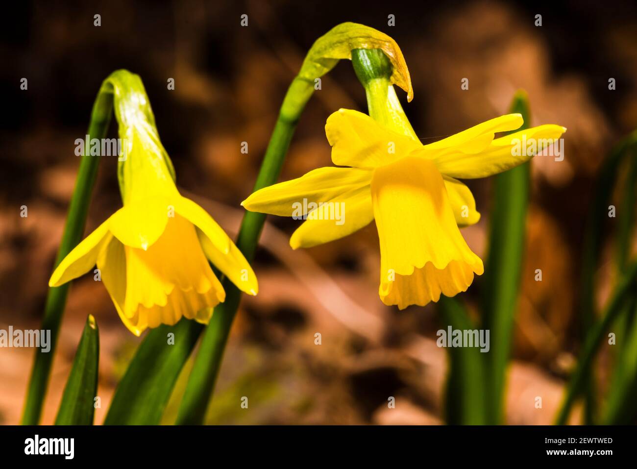 Primer plano de los narcisos enanos de finales de invierno en el norte de Londres, Reino Unido Foto de stock