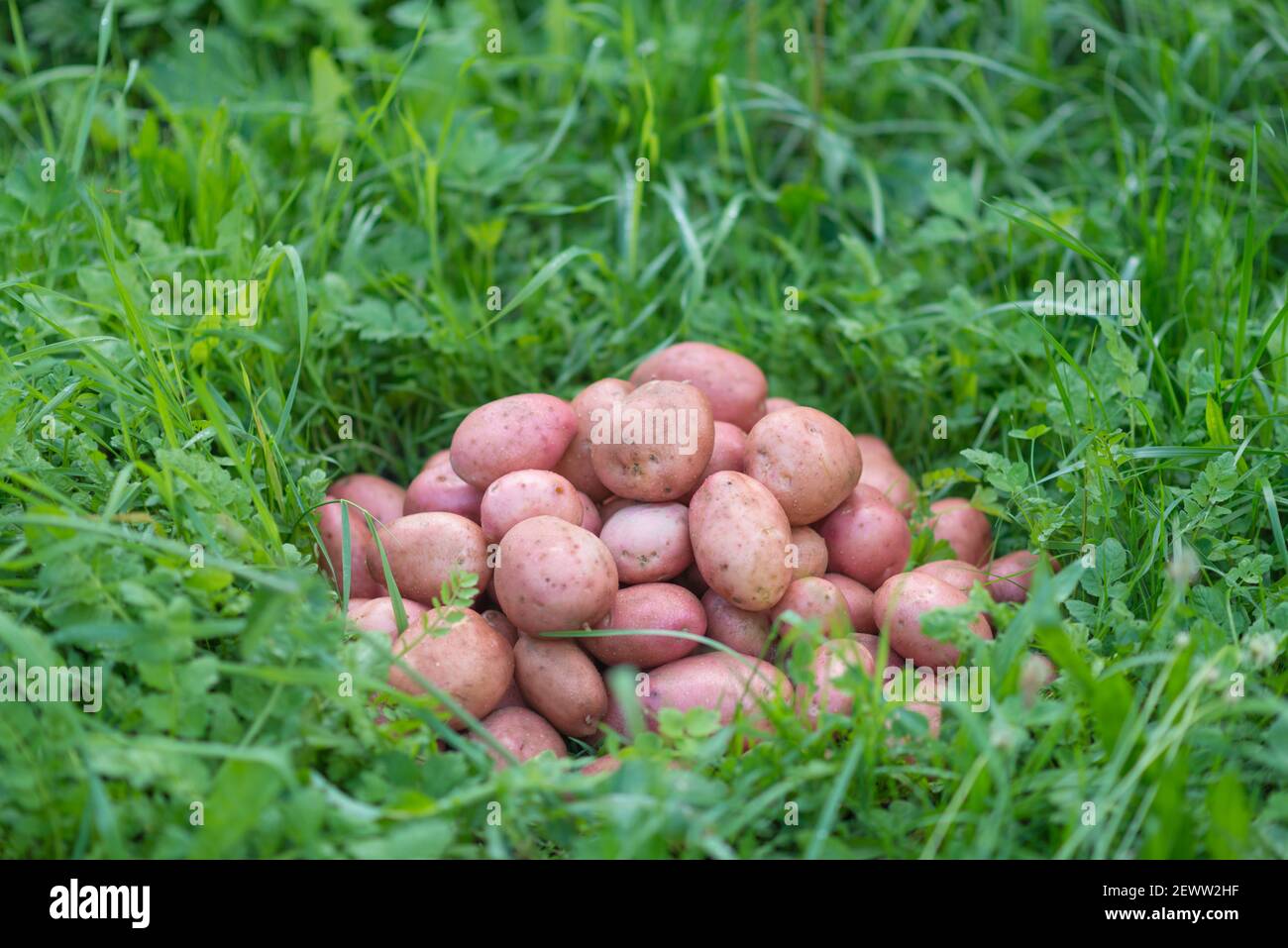 Pila de patatas recién cosechadas y lavadas - Solanum tuberosum sobre hierba. Cosecha de raíces de papa en el jardín casero. Agricultura orgánica, alimentos saludables, B Foto de stock