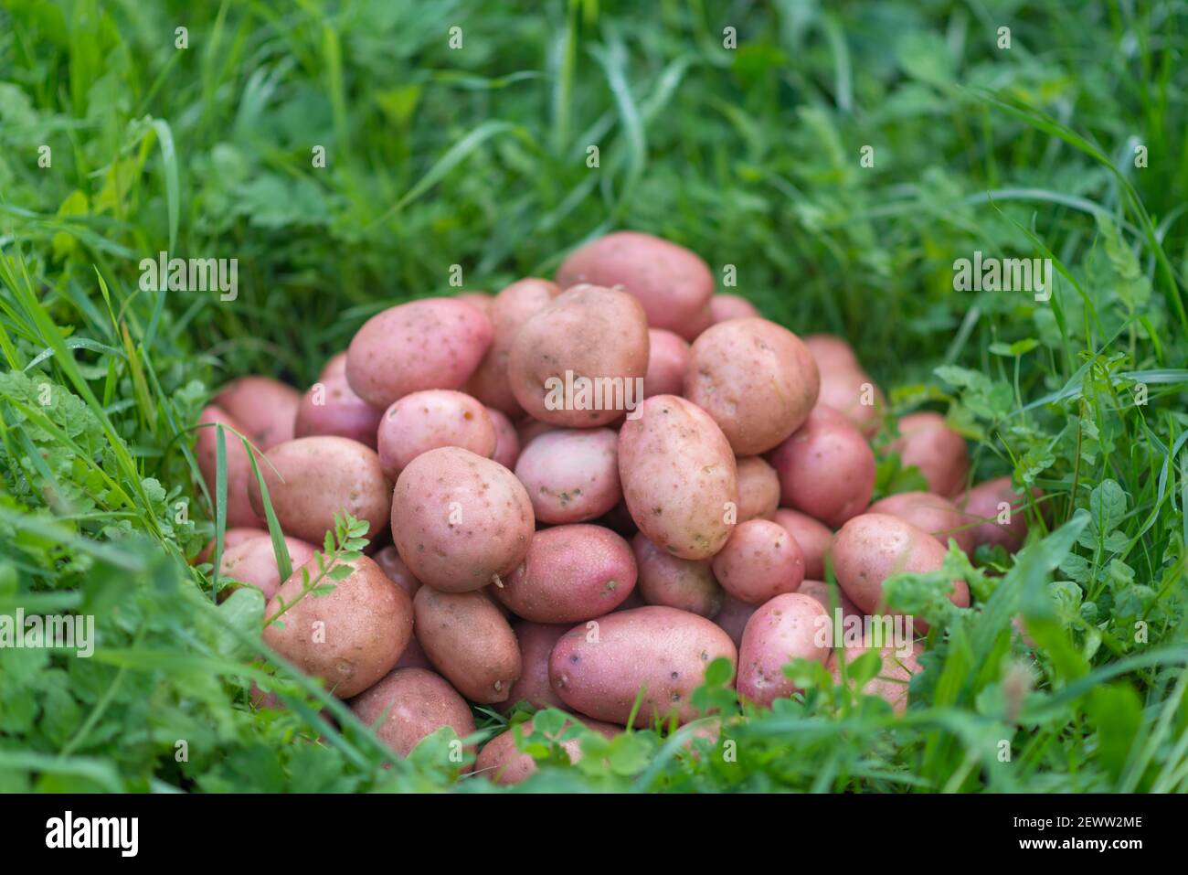 Pila de patatas recién cosechadas y lavadas - Solanum tuberosum sobre hierba. Cosecha de raíces de papa en el jardín casero. Agricultura orgánica, alimentos saludables, B Foto de stock