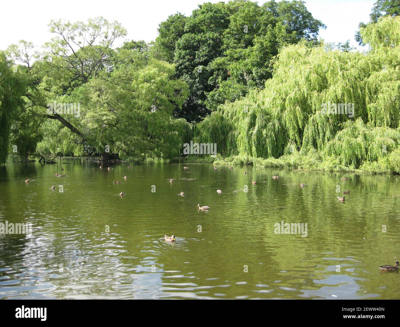 Vistas al lago de Thwaite Hall Gardens en Cottingham, East Yorkshire Foto de stock