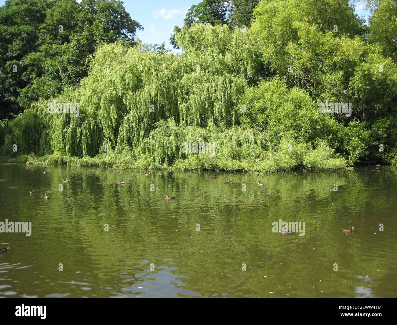 Vistas al lago de Thwaite Hall Gardens en Cottingham, East Yorkshire Foto de stock