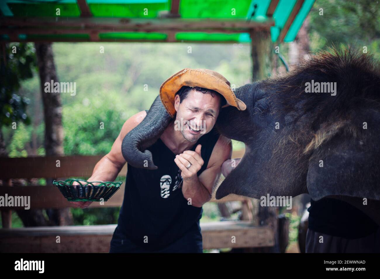 Elefante besando a un hombre mientras estaba siendo alimentado en Tailandia. Foto de stock