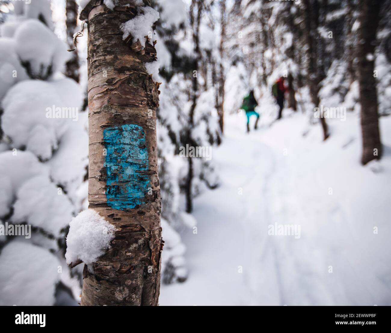 Marcador azul del sendero en el árbol de abedul en el camino de senderismo en bosques nevados, Maine Foto de stock