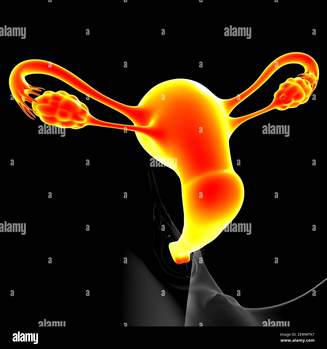 Anatomía del sistema reproductor femenino para el concepto médico Ilustración 3D Fotografía de Anatomía del sistema reproductor femenino para el concepto médico Ilustración 3D Fotografía de