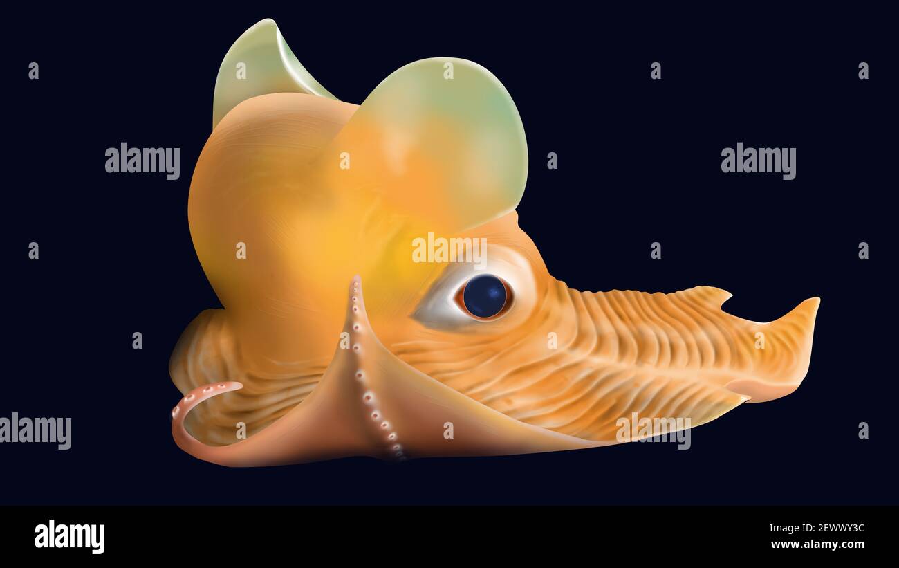Pulpo Dumbo Fotos E Imagenes De Stock Alamy