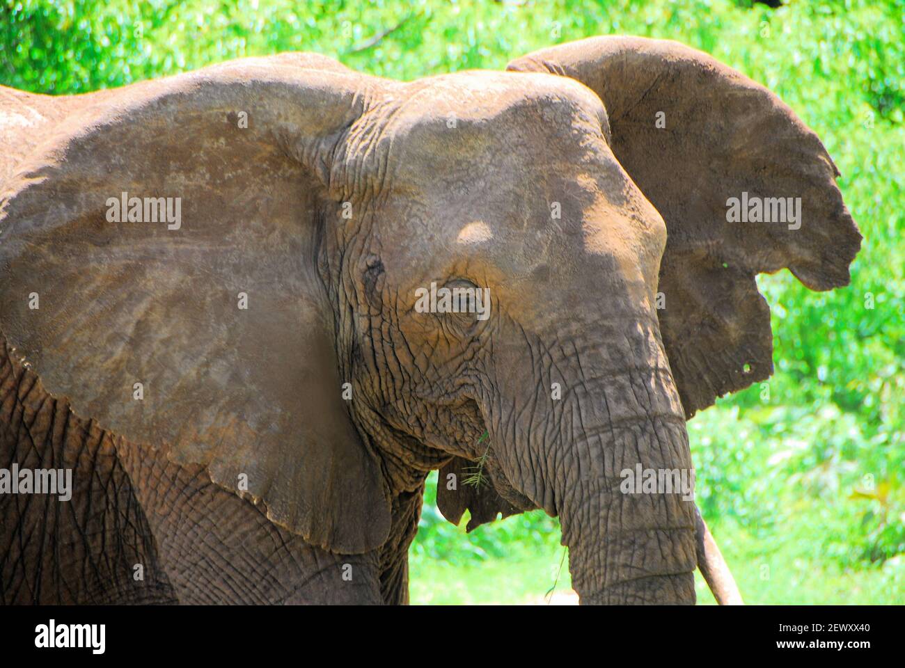 Un retrato de un elefante en el Parque Nacional Hifadhi za Taifa en un día soleado. Foto de stock