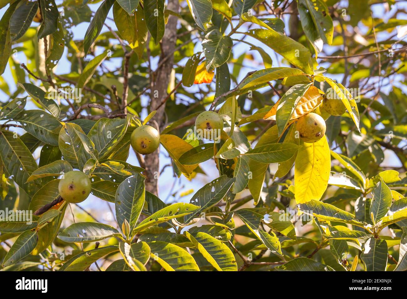 Árbol con pequeñas frutas amarillas (tal vez una higuera o guayaba) en el Parque Nacional Chapada dos Guimaraes en Mato Grosso, Brasil Foto de stock