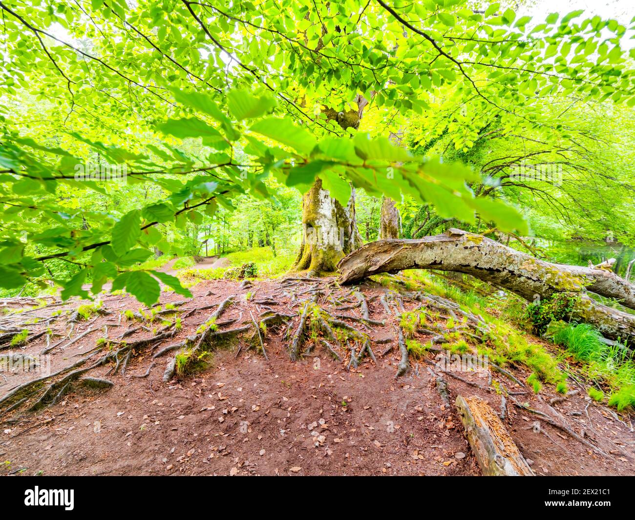 Parque nacional de los lagos de Plitvice prominentes raíces arbóreas visibles en el suelo sobresalir a través de la superficie de la tierra bajo el dosel del follaje Foto de stock