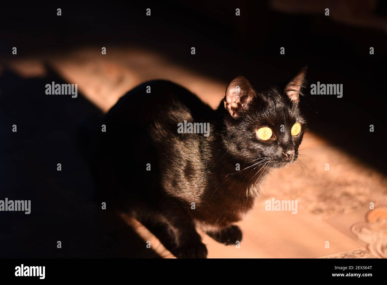 Hermoso gato negro de cerca sentado en el sol brillante. Foto de stock