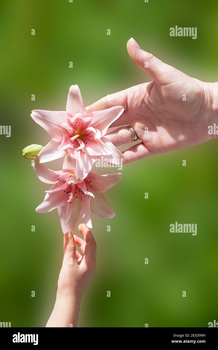 Mano de adulto y mano de niño tocando lirios rosados. Primavera. Foto de stock
