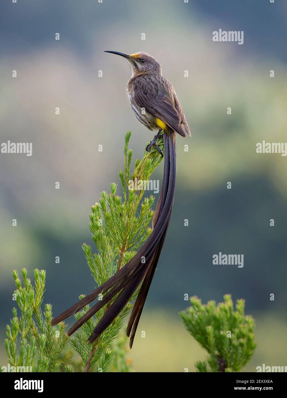 Cabo Sugarbird (Promerops cafer), encaramado en el monte erica, Ciudad del Cabo, Sudáfrica Foto de stock