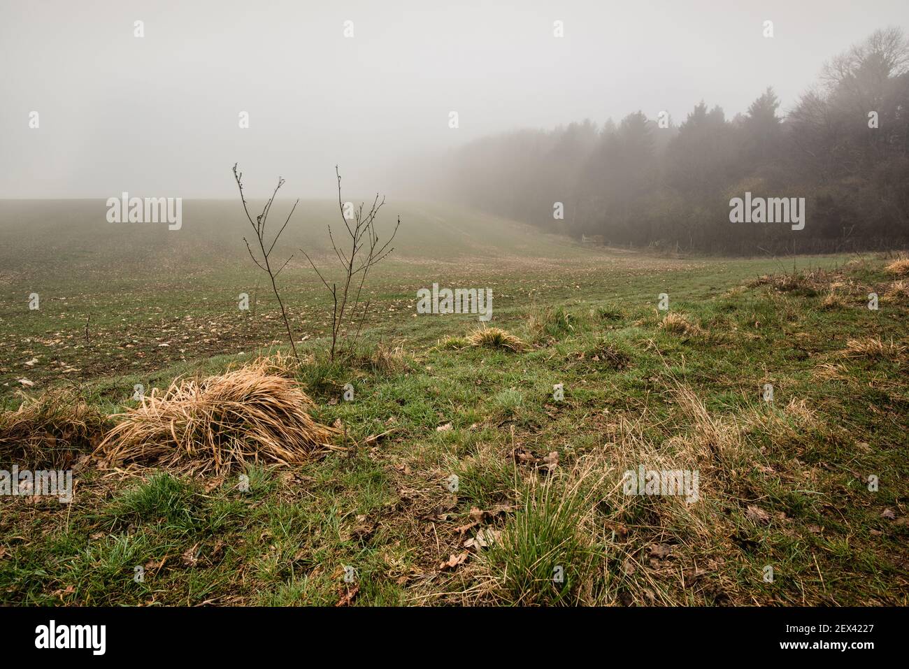 Misty Fields de Chiltern Hills en el área de Latimer, Buckinghamshire, Reino Unido Foto de stock