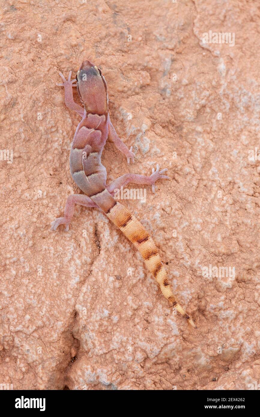 Dwarf Gecko (Microgecko latifi) de Latifi sobre el rock, Irán Foto de stock
