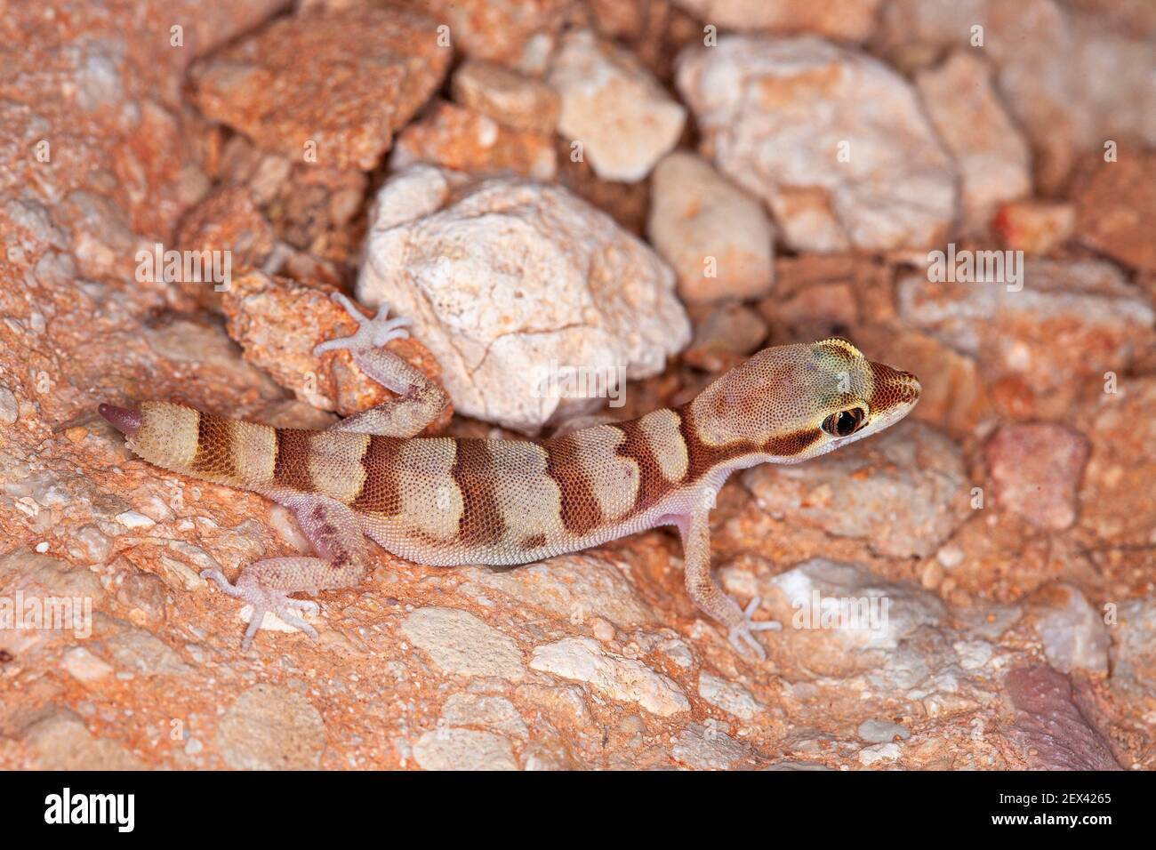 Dwarf Gecko (Microgecko latifi) de Latifi sobre el rock, Irán Foto de stock