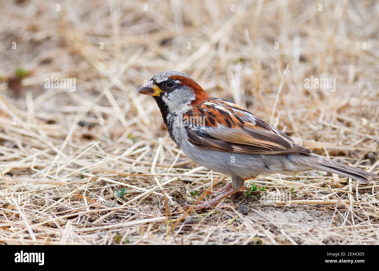 Gorrión doméstico (Passer domesticus) macho, Parc naturel regional des Vosges du Nord, Francia Foto de stock