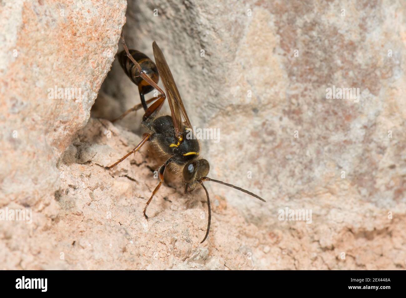 Asia Mud-dauber Wasp (Scelipfron curvatum) en el rock, Borgoña, Francia Foto de stock
