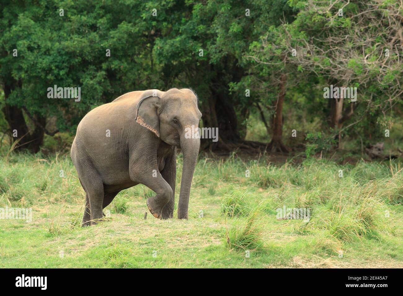 Elefante asiático (Elefas maximus) Caminar en un parque nacional en Sri Lanka Foto de stock