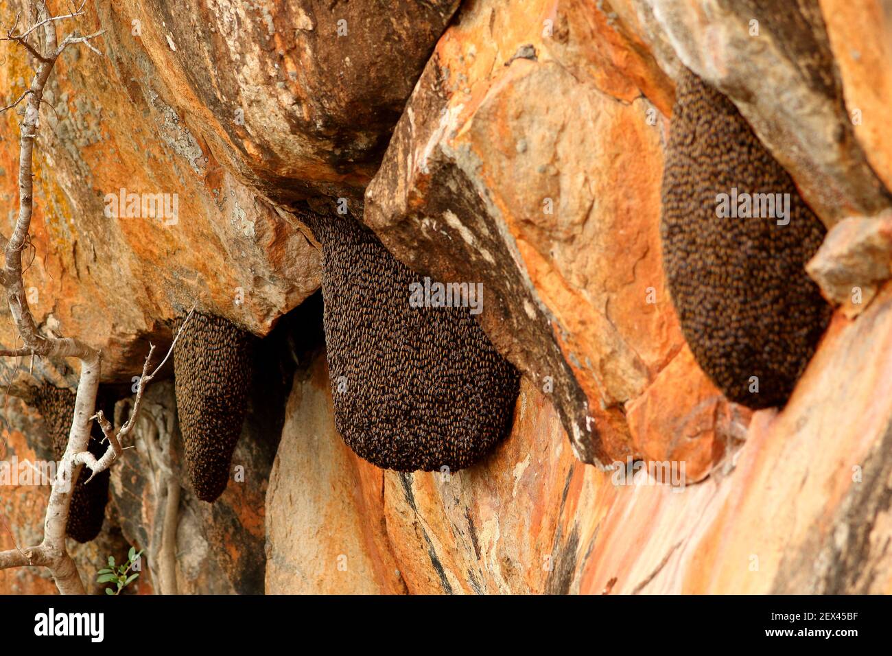 Abeja de miel oriental (Apis cerana) panales de miel colgados de un acantilado, Sri Lanka Foto de stock