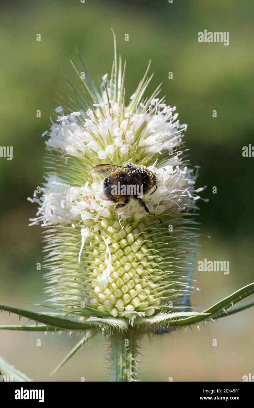 Bumblebee de cola de buff (Bombus terrestris) en el Teasel cortado (Dipsacus laciniatus), Jardin des plantes, París, Francia Foto de stock