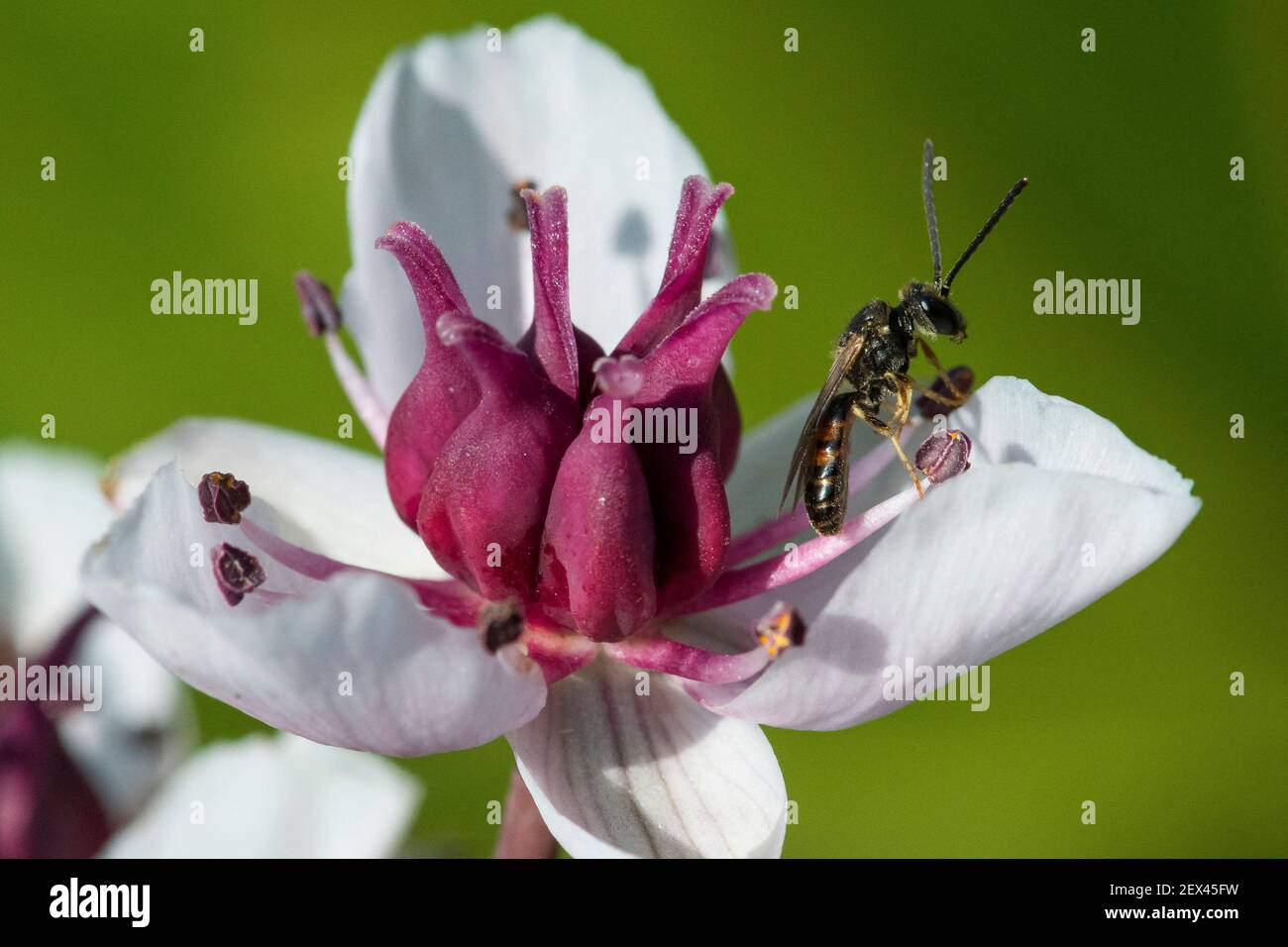 Abeja minera (Lasioglossum albipes) en la fiebre de la floración (Butomus umbellatus), jardin des Plantes, Francia Foto de stock