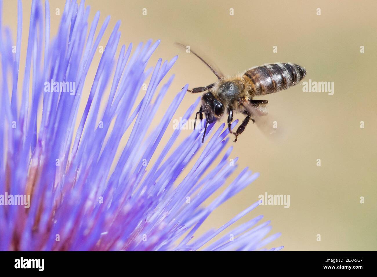 Abeja melífera (Apis mellifera) en flor de alcachofa (Cynara scolymus), Jardin des Plantes, París, Francia Foto de stock