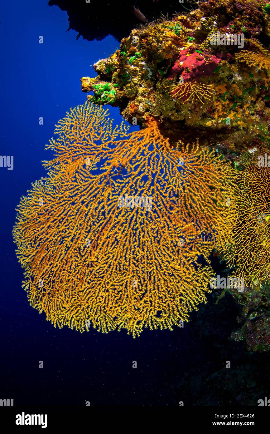 Vista enmarcada Orange Gorgona, Tahití, Polinesia Francesa Foto de stock