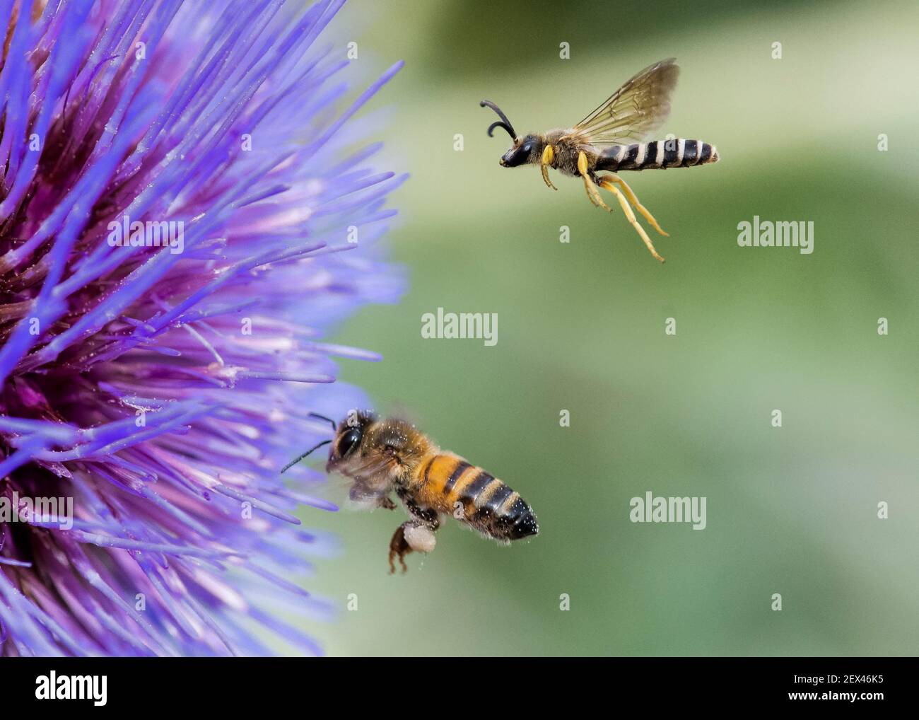Gran abeja de surco (Halictus scabiosae) y abeja de miel (Apis mellifera) en vuelo, polinizadores en Artichoke (Cynara scolymus), Jardin des Plantes, Foto de stock