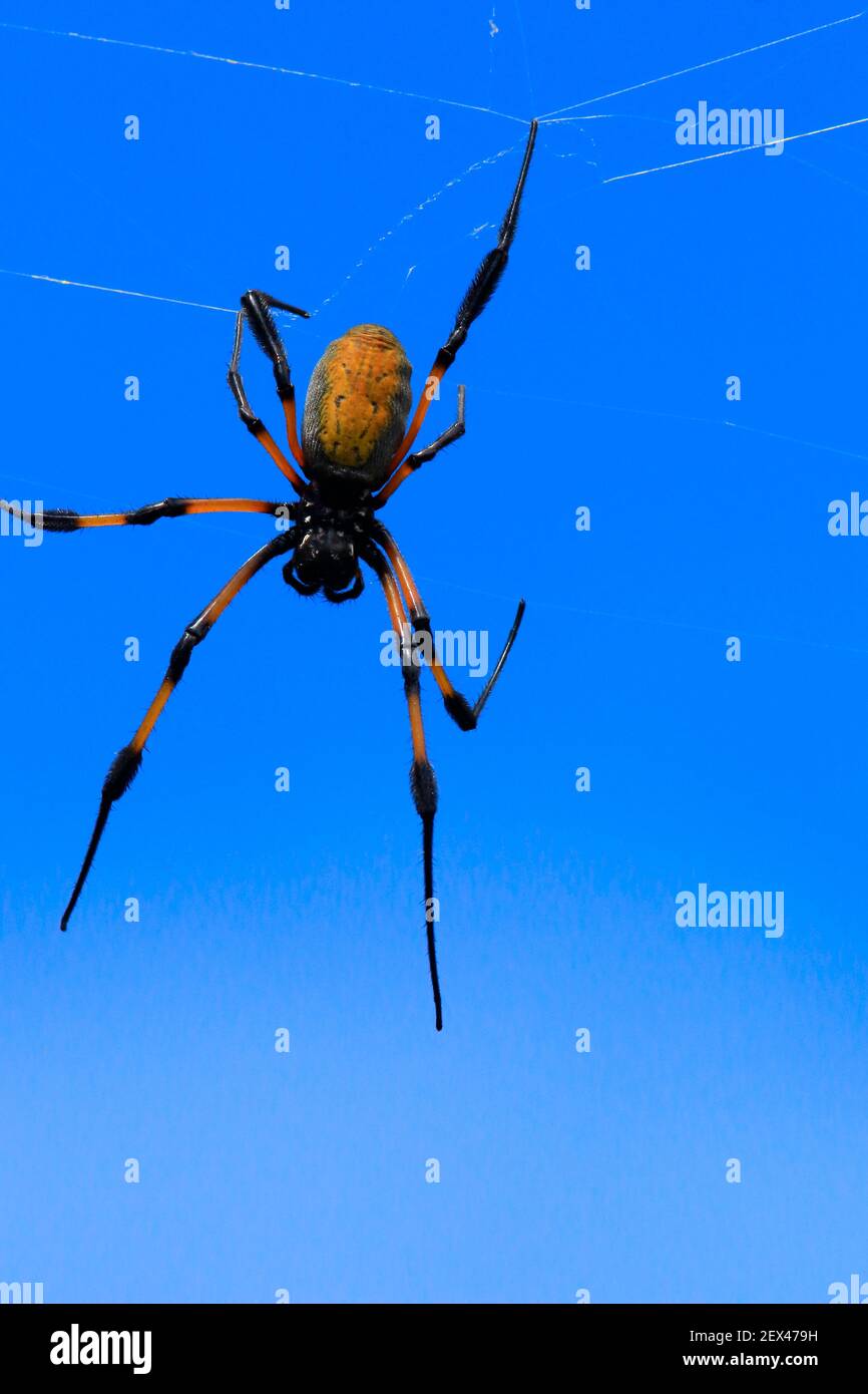 Araña de orbe dorada de patas rojas (Néfila inaurata inaurata) en su web, Isla Reunión Foto de stock