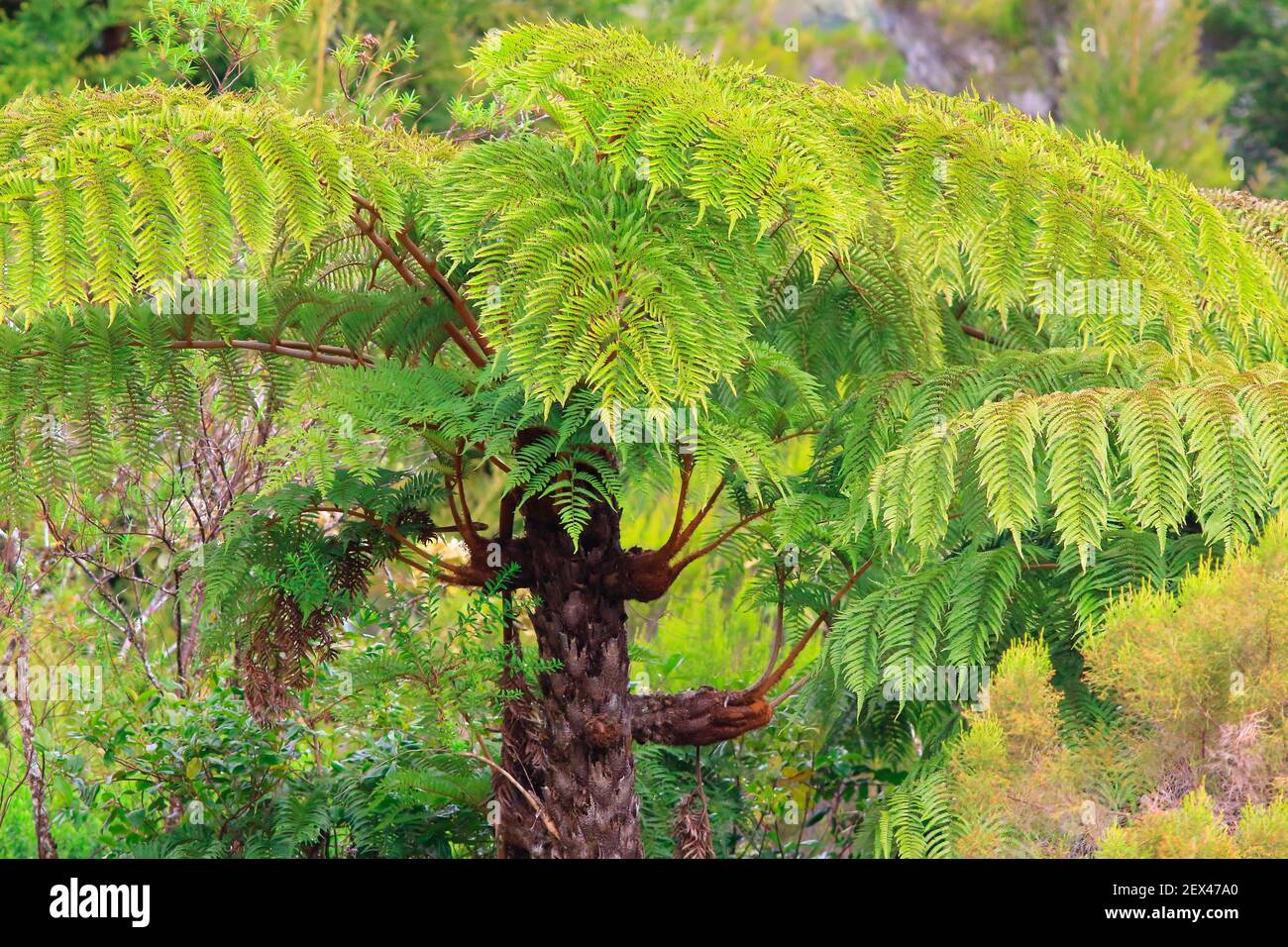 Helecho arbóreo en bosque primario, Bosque de Bebour, Parque Nacional Isla Reunión, Pitons, Cirques y murallas de la Isla Reunión Foto de stock