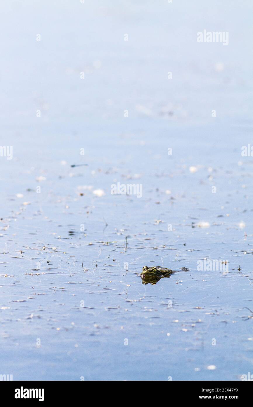Rana verde (Pelophylax kl. Esculentus) en un estanque. Saint-Julien-le-montagnier, Var, PNR Verdon, Francia Foto de stock