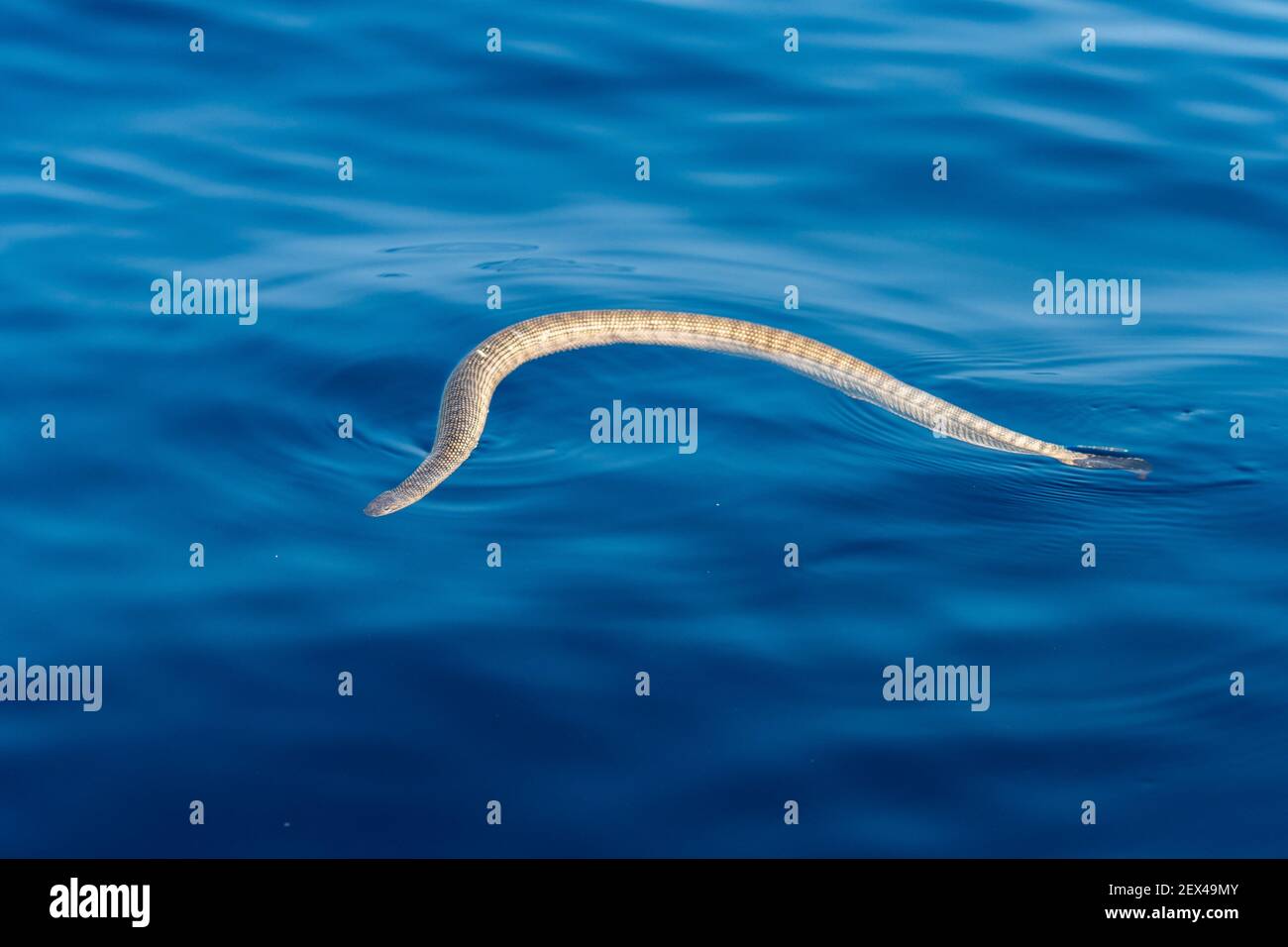 Breatihng serpiente marina en la superficie. Trincomalee, Provincia Oriental, Sri Lanka, Bahía de Bengala, Océano Índico Foto de stock