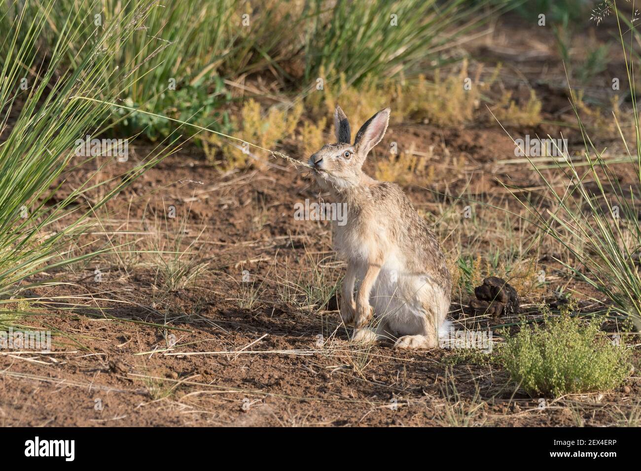 Tolai Hare (Lepus tolai) comer pastos en un oasis en el desierto de Galba Gobi, Ulgii HIIT, Mongolia Foto de stock