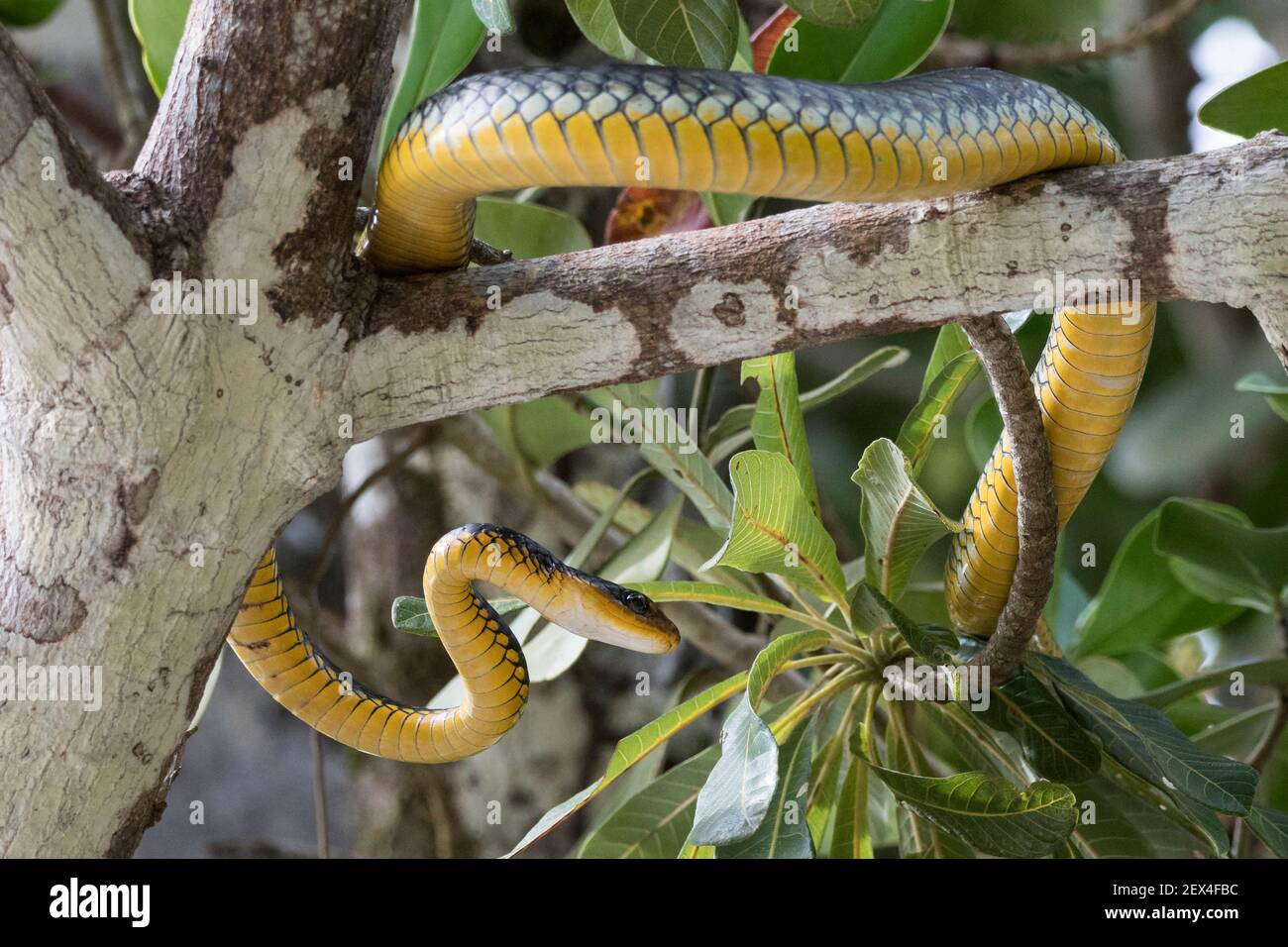 Whipsnake amazónico (Chironius carinatus) caza en un árbol en Río Balaio cerca de Parintins, Amazonia brasileña Foto de stock