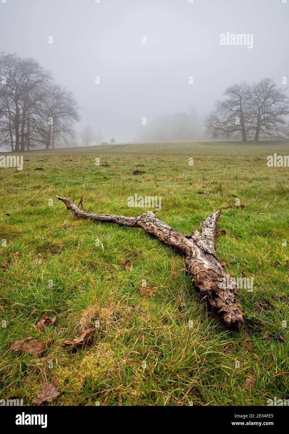 Misty Fields de Chiltern Hills en el área de Latimer, Buckinghamshire, Reino Unido Foto de stock