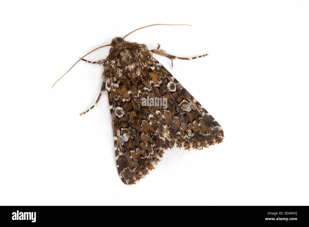 Hedena noctuid polilla (Hadena magnolii) sobre fondo blanco, Mathamis, Vaucluse, Provenza, Francia Foto de stock