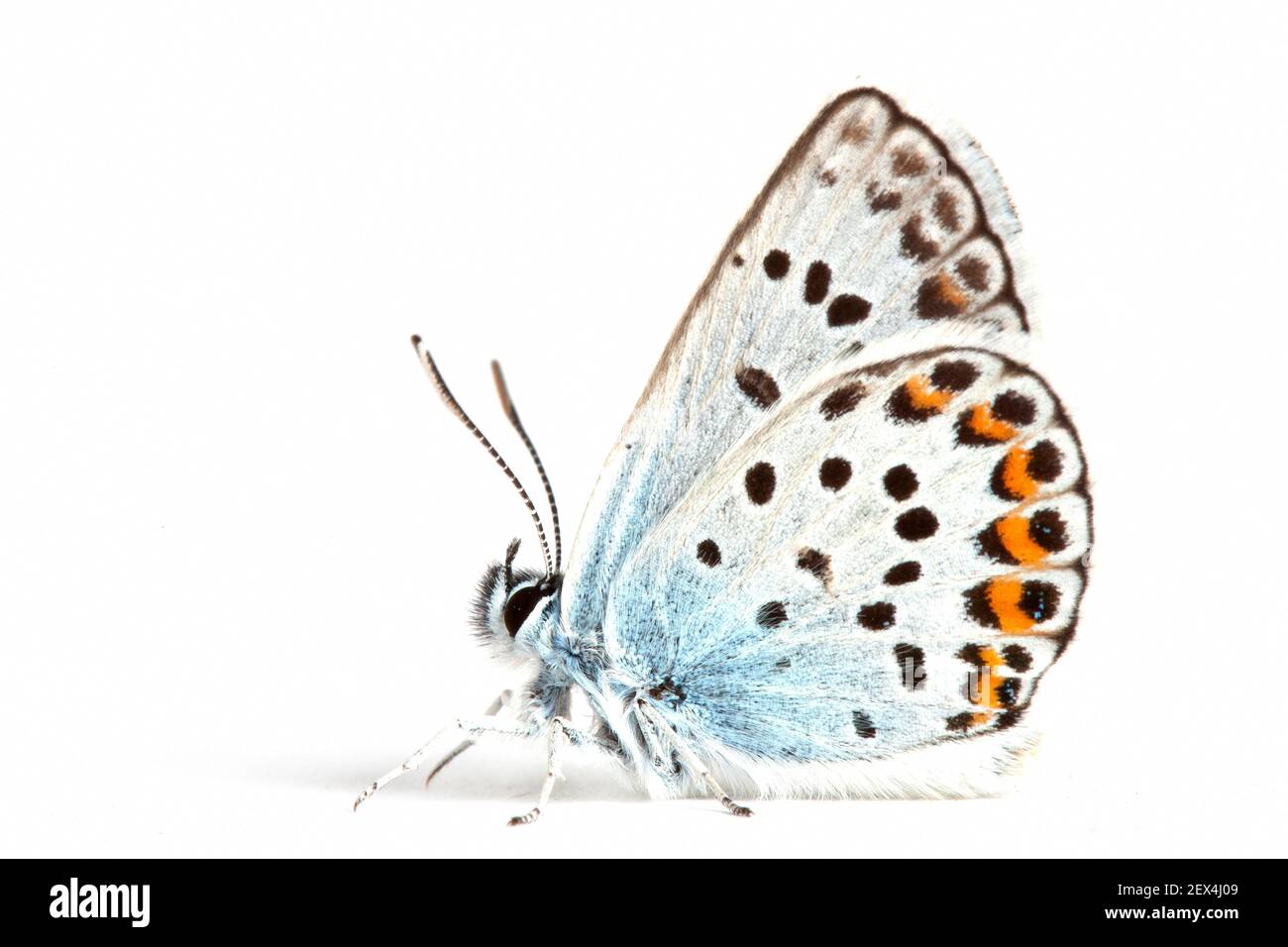 Azul con clavos de plata (Plebejus Argus) sobre fondo blanco, Remizat, Drome, Provence, Francia Foto de stock