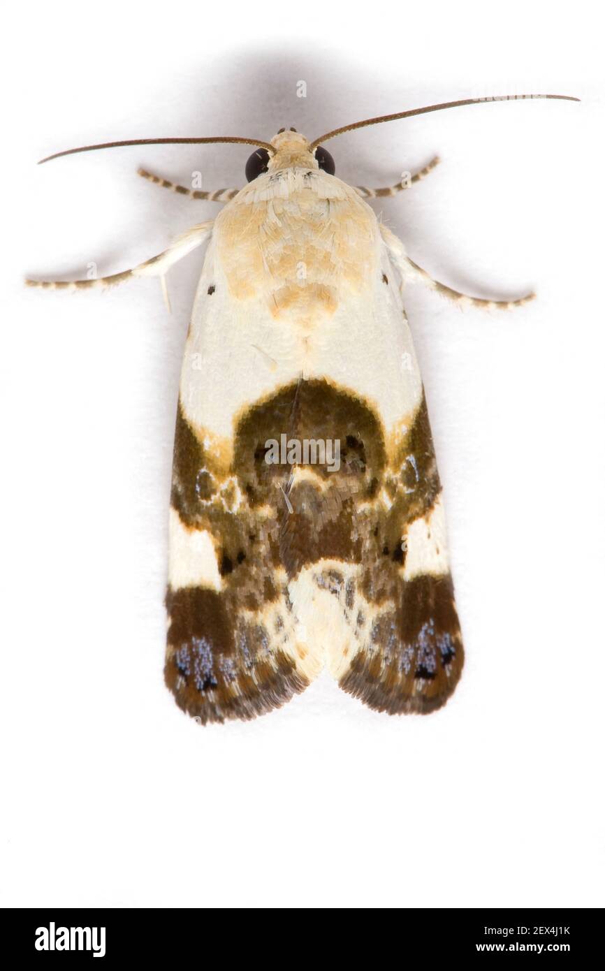 Hombro pálido (Acontia lucida) sobre un fondo blanco, Vaucluse, Provenza, Francia Foto de stock