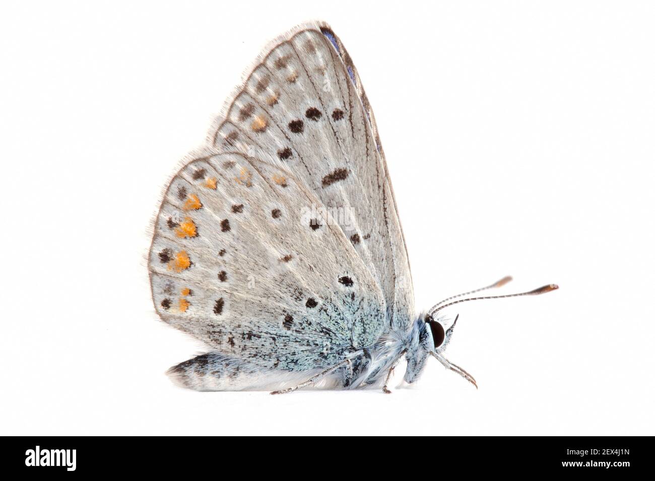Azul común (Polyommatus icarus) sobre fondo blanco, Homme mort pass, Drome, Provenza, Francia Foto de stock