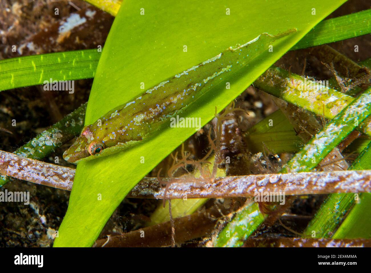 Pez león (Opeatogenys cadenati). Peces de las Islas Canarias, Tenerife. Foto de stock