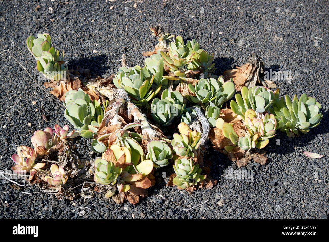 planta de aeonium que crece en un jardín de cactus en piedras volcánicas En Lanzarote Islas Canarias España Foto de stock