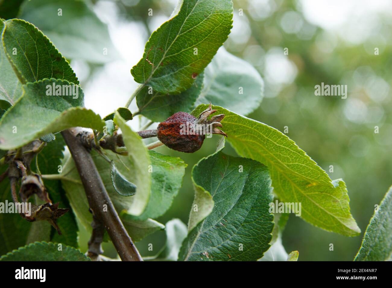 Enfermedades del manzano. Ovario de manzana muerto en la rama. Antracnosis en las hojas. Problemas agrícolas. Enfermedad de la huerta Foto de stock