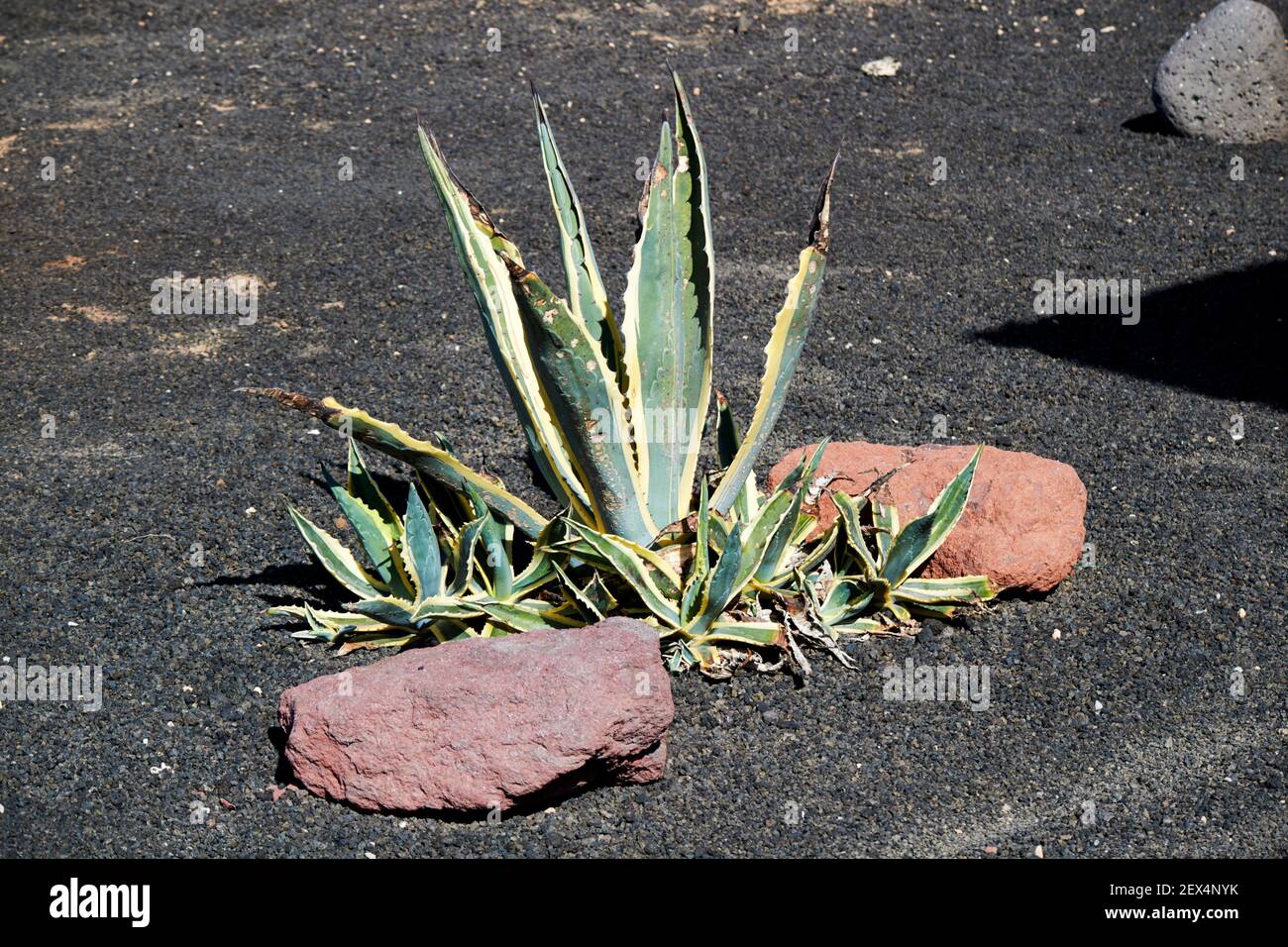 planta agave americana creciendo en un jardín de cactus en volcánico Piedras en Lanzarote Islas Canarias España Foto de stock