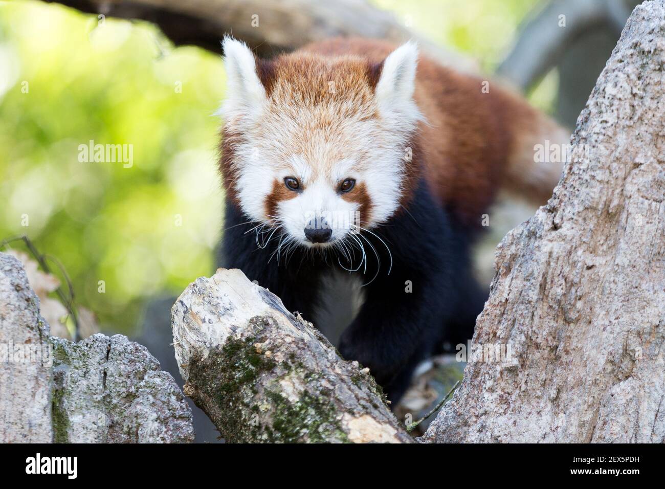 Un cachorro panda rojo en Zoom Torino. Hay dos cachorros rojos panda macho  de Yangon fueron llevados a Zoom Torino, Parque zoológico de Inglés Port  Lympne Parque de animales salvajes nombrado à€ikderén