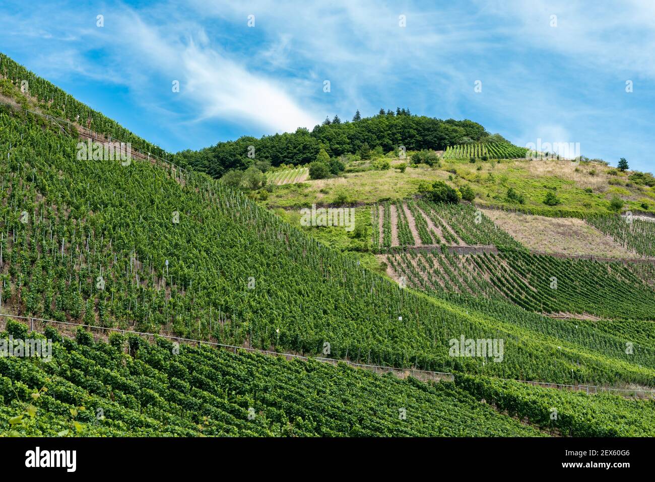 Hileras de viñedos en el campo Alemán Foto de stock